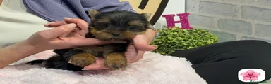Yorkshire Terrier Cachorro 4