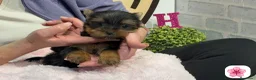 Yorkshire Terrier perros en venta: Yorkshire terrier - Anuncio 6