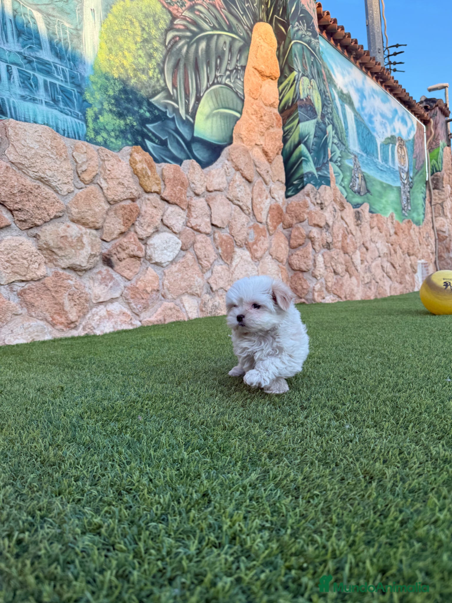 Bichón Maltés perros Excelente bichon maltes - Anuncio 2