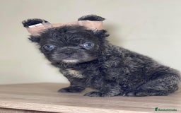 Bulldog Francés perros en venta: FRENCHIES ÚNICOS ///CARÁCTER INCREÍBLE  - Anuncio 2