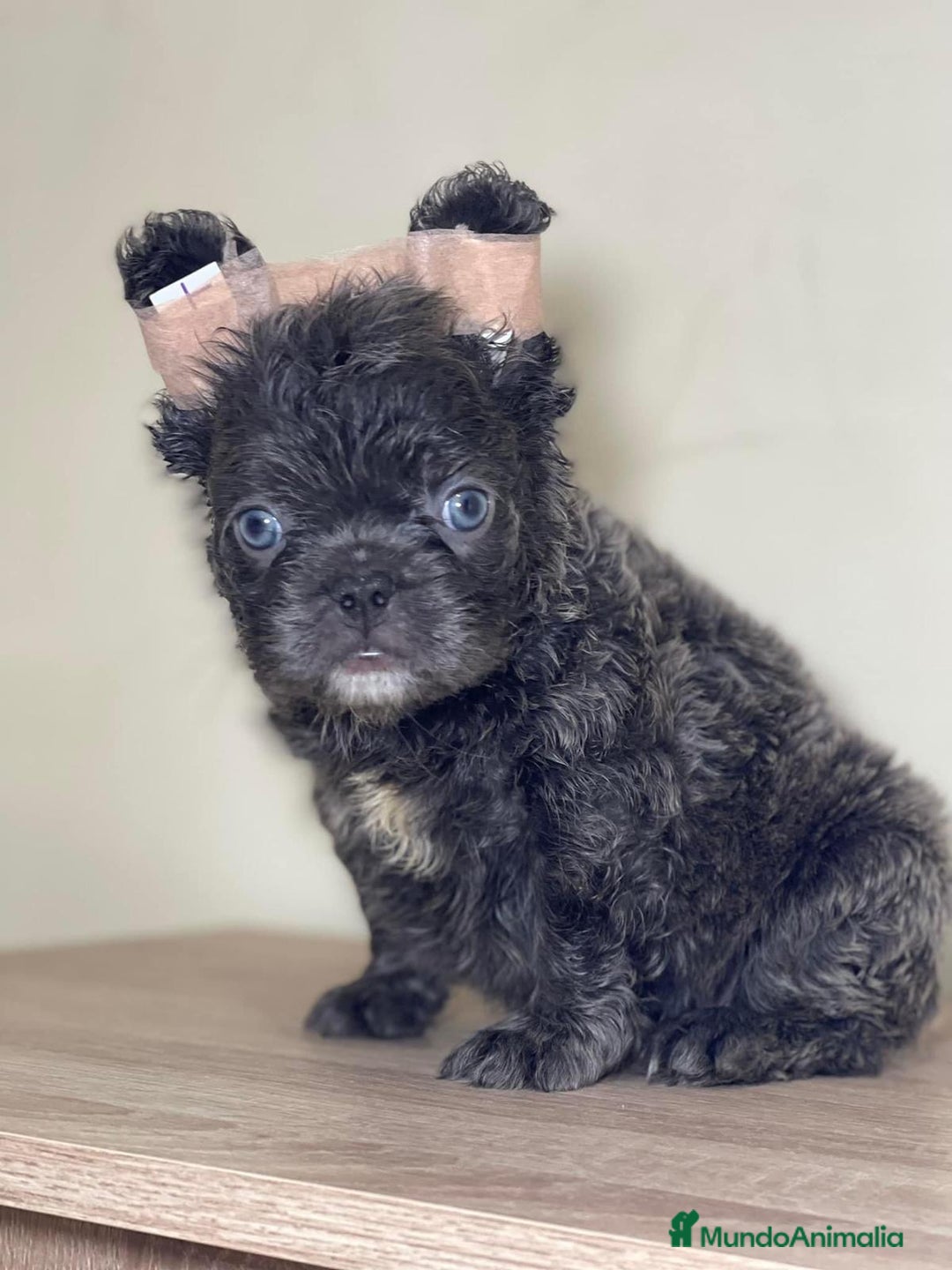 Bulldog Francés perros en venta: FRENCHIES ÚNICOS ///CARÁCTER INCREÍBLE  - Anuncio 2