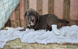 American Bully perros en venta: American Bully Pocket - Imagen 2