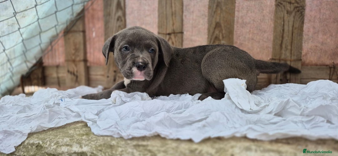 American Bully perros en venta: American Bully Pocket - Imagen 2