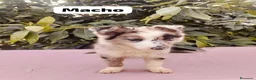 Border Collie perros en venta: Preciosa camada de border collie - Anuncio 1