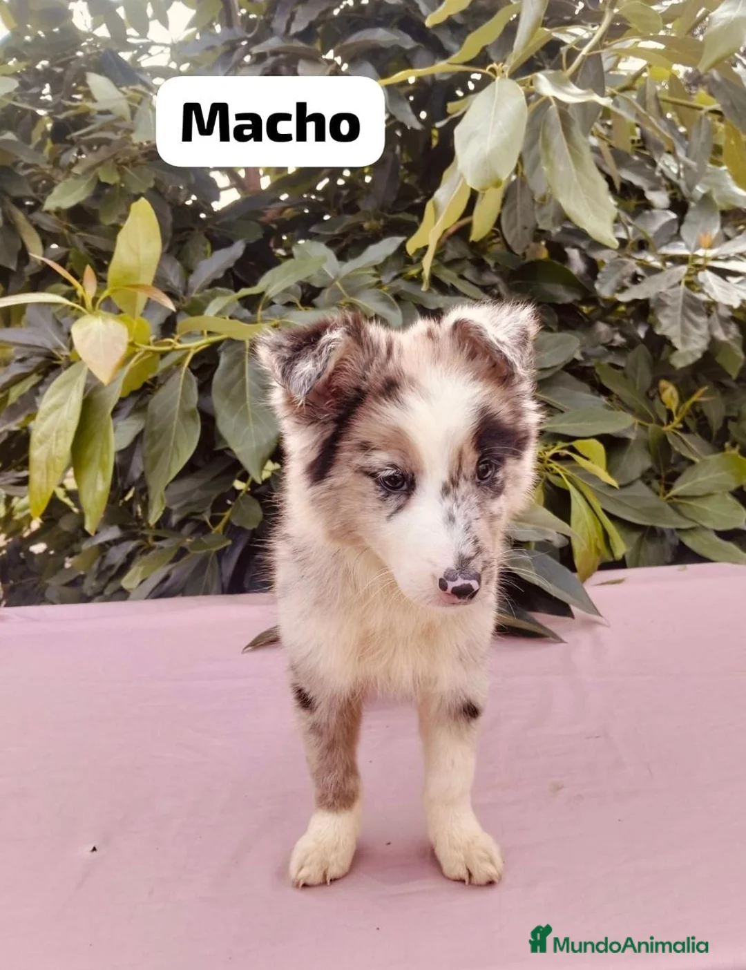 Border Collie perros en venta: Preciosa camada de border collie - Anuncio 1