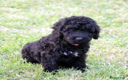 Perro de Agua Español perros en venta: Cachorro de perro de perro de agua  - Imagen 2