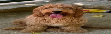 Cockapoo 1