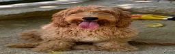 Cockapoo perros en venta: COCKAPOO - Anuncio 3