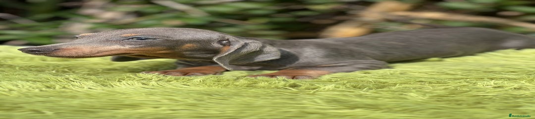 Teckel Miniatura Cachorro 4