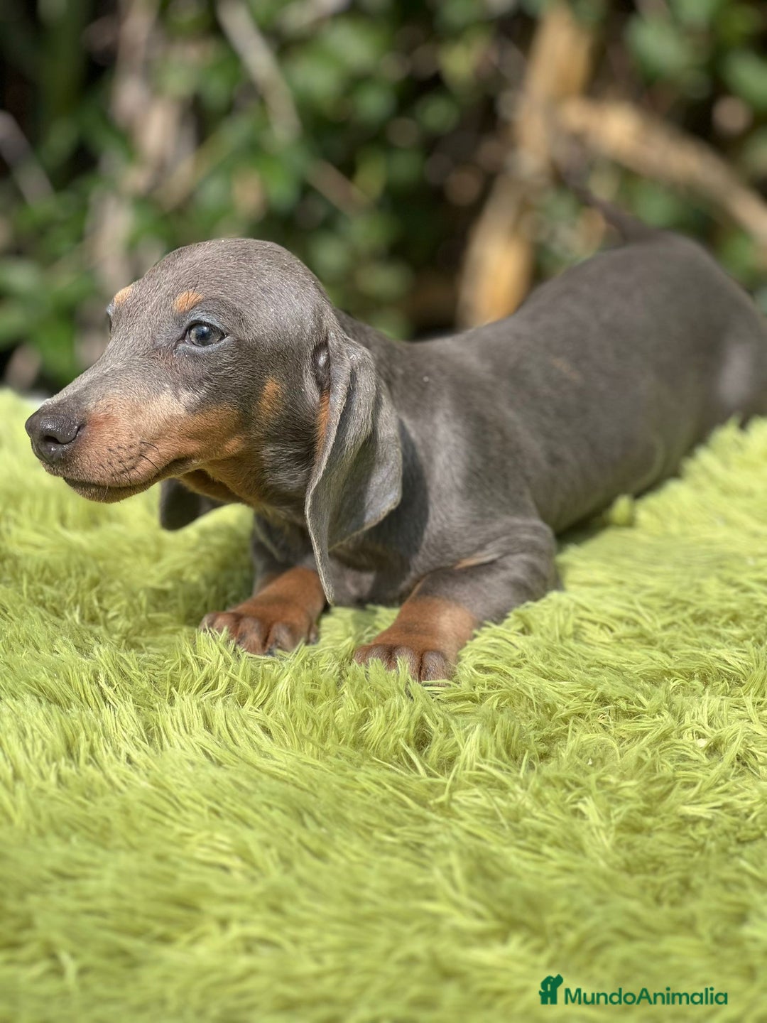 Teckel Miniatura perros en venta: Teckel blue mini - Imagen 7