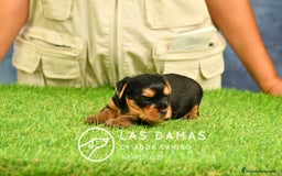 Yorkshire Terrier perros en venta: Macho yorkshire disponible - Imagen 5