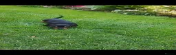 Teckel Miniatura perros en venta: Cachorros de teckel miniatura  - Anuncio 4