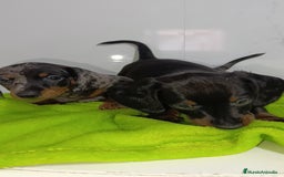 Teckel perros en venta: Impresionantes teckel kaninchen  - Imagen 5