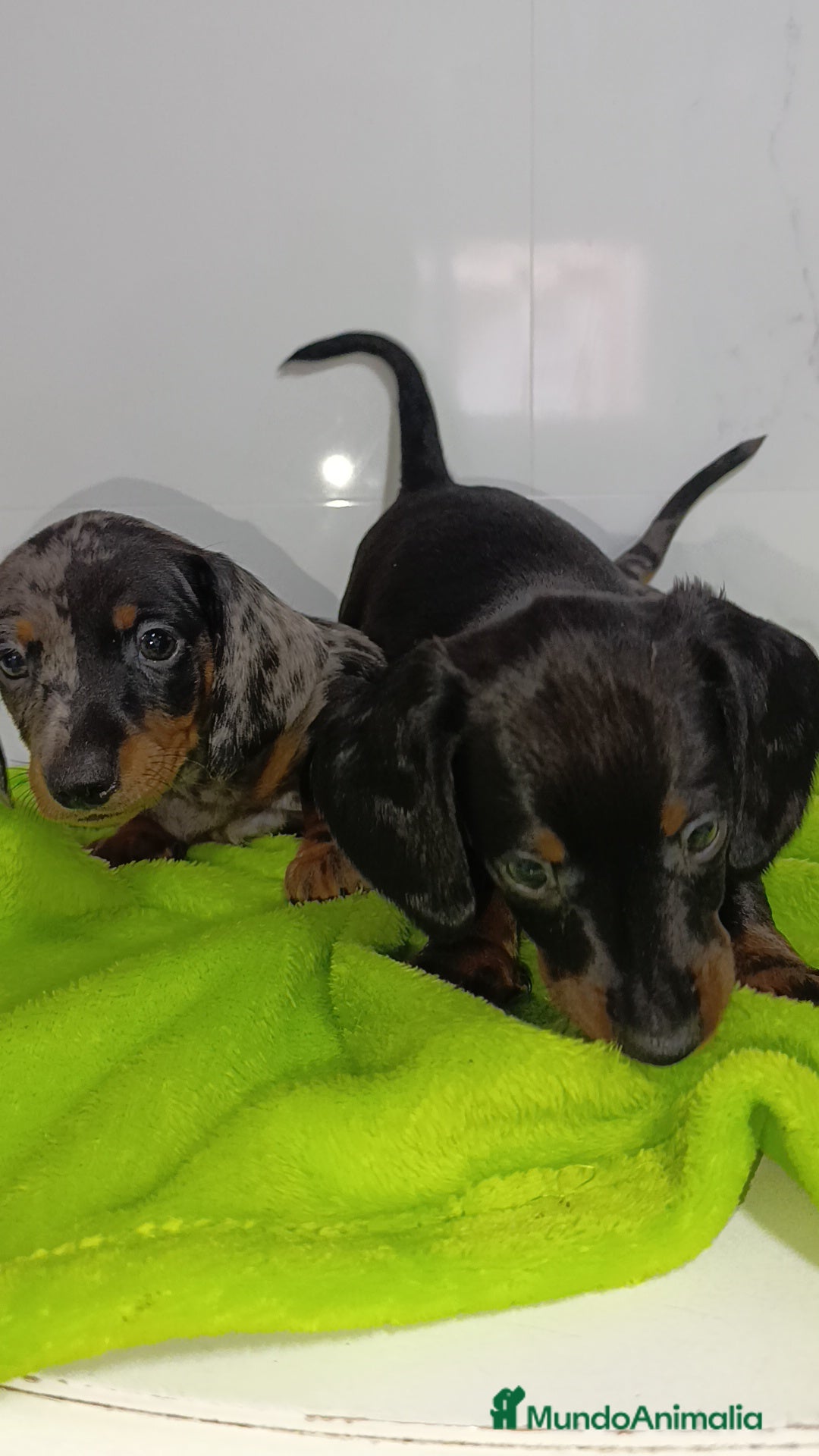 Teckel perros en venta: Impresionantes teckel kaninchen  - Imagen 5
