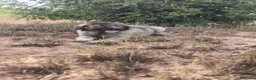 Pastor del Cáucaso perros en venta: Hembra Pastor del Caucaso  - Anuncio 1