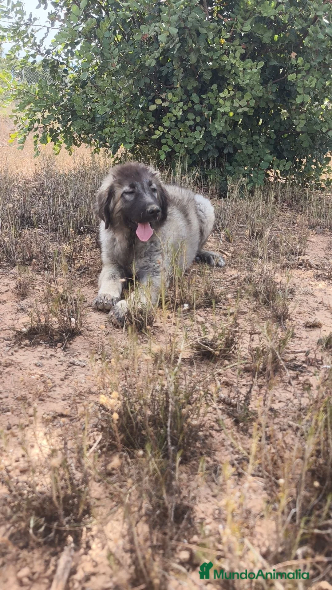 Pastor del Cáucaso perros en venta: Hembra Pastor del Caucaso  - Anuncio 1