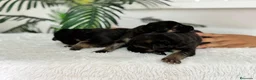 Pastor Alemán perros en venta: PASTOR ALEMAN - Anuncio 10
