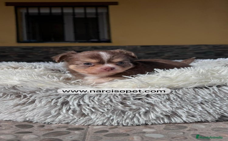 Chihuahua perros - Anuncio 15