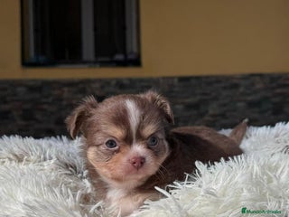 Chihuahua perros - Anuncio 6