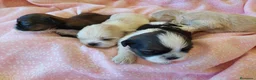 Shih Tzu perros en venta: Shih tzu - Anuncio 3