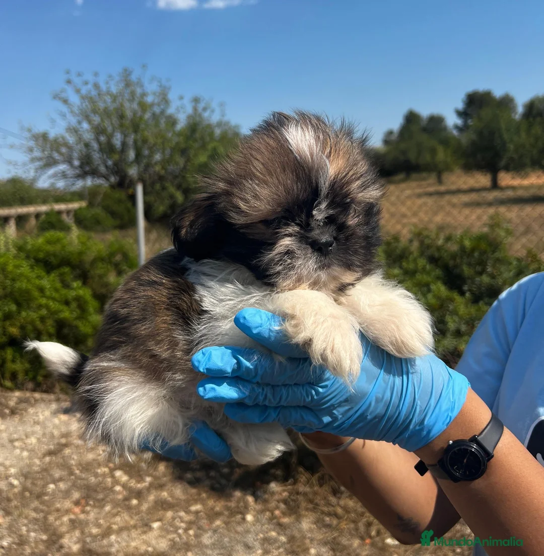 Shih Tzu perros en venta: SHIH TZU CACHORRO DE RAZA - Anuncio 2