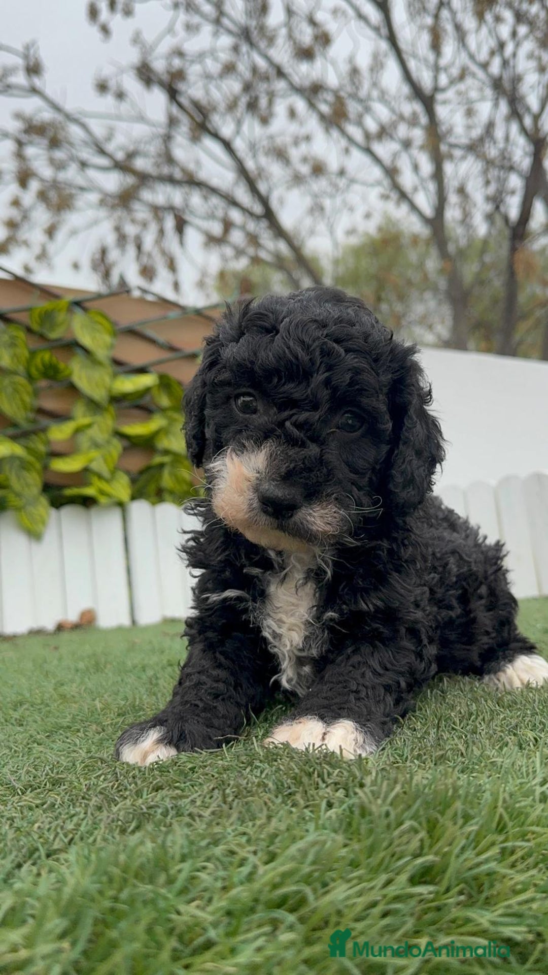 Perro de Agua Español perros en venta: PERRO DE AGUA HEMBRA RABONA - Anuncio 1