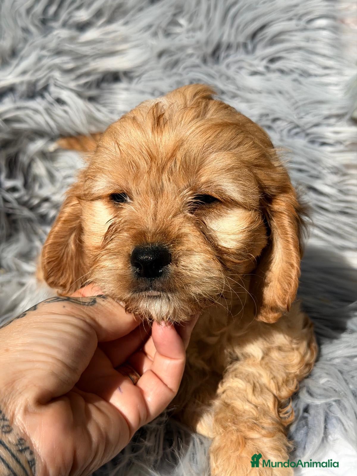 Cavapoo perros en venta: Cavapoo macho apricot - Anuncio 2