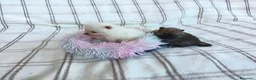 Pomerania perros en venta: POMERANIAS HEMBRAS CHIQUITINAS  - Anuncio 2
