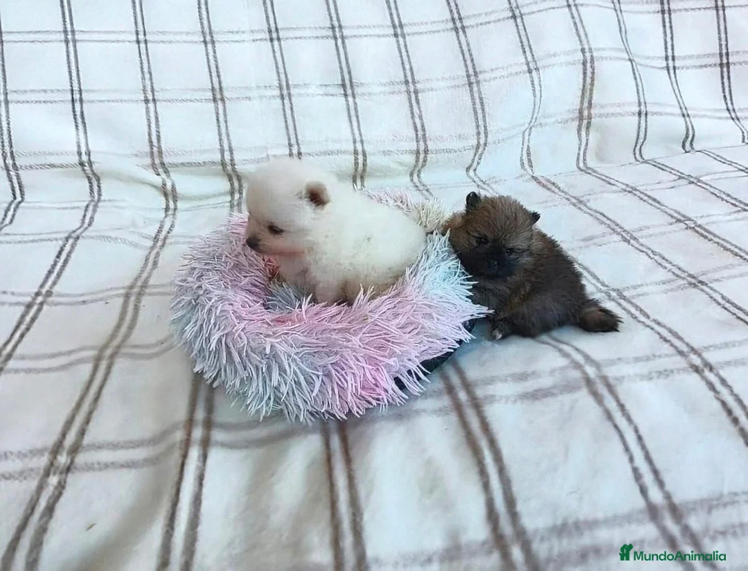 Pomerania perros en venta: POMERANIAS HEMBRAS CHIQUITINAS  - Anuncio 2