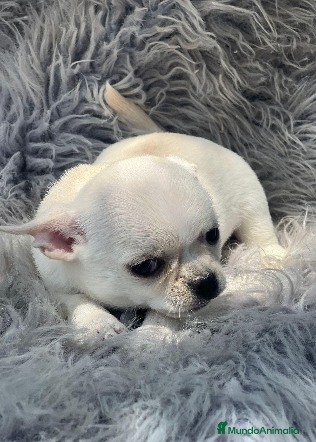 Chihuahua perros CHIHUAHUA BLANCOS DISPONIBLES - Anuncio 2