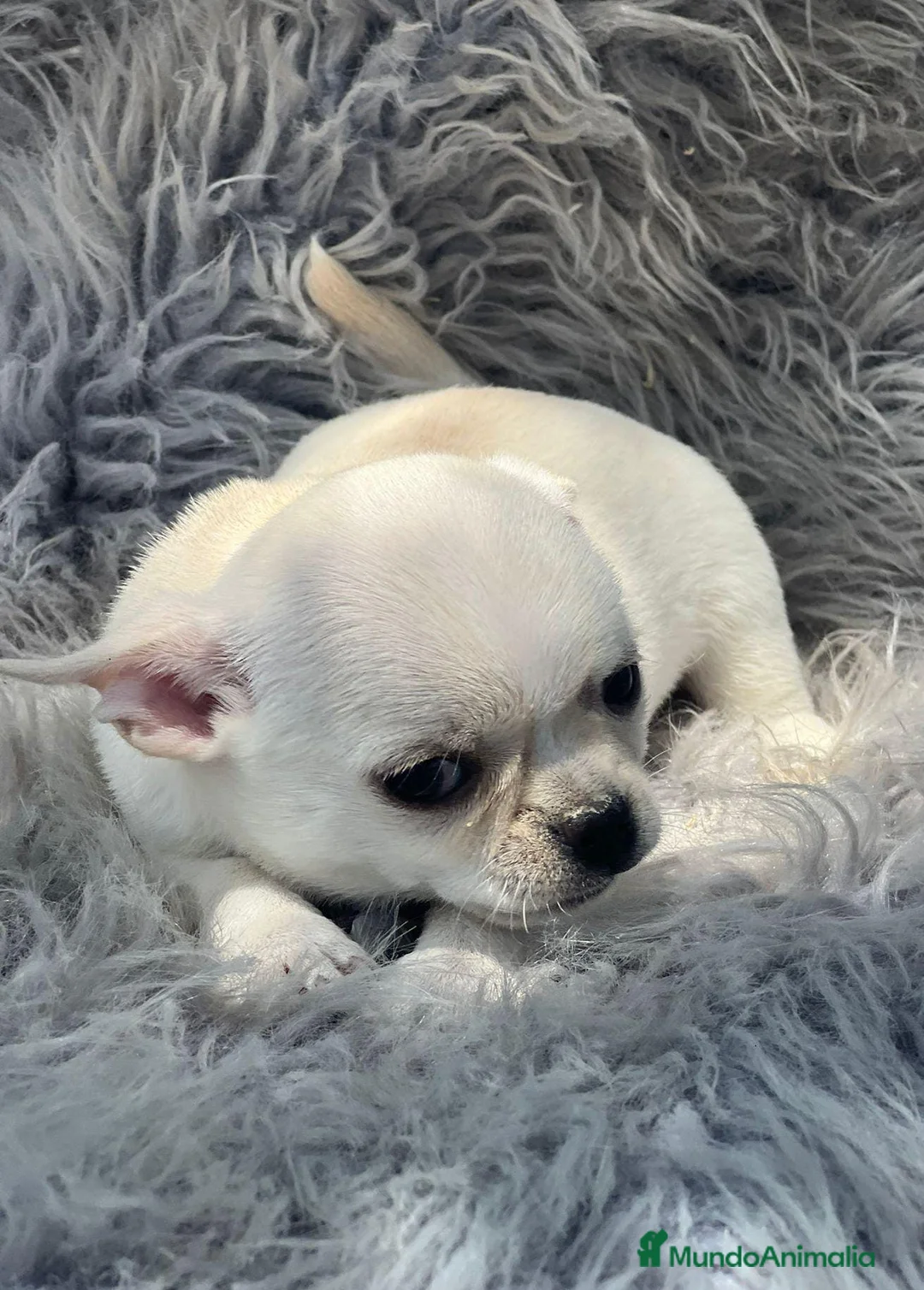 Chihuahua perros en venta: CHIHUAHUA BLANCOS DISPONIBLES - Anuncio 2