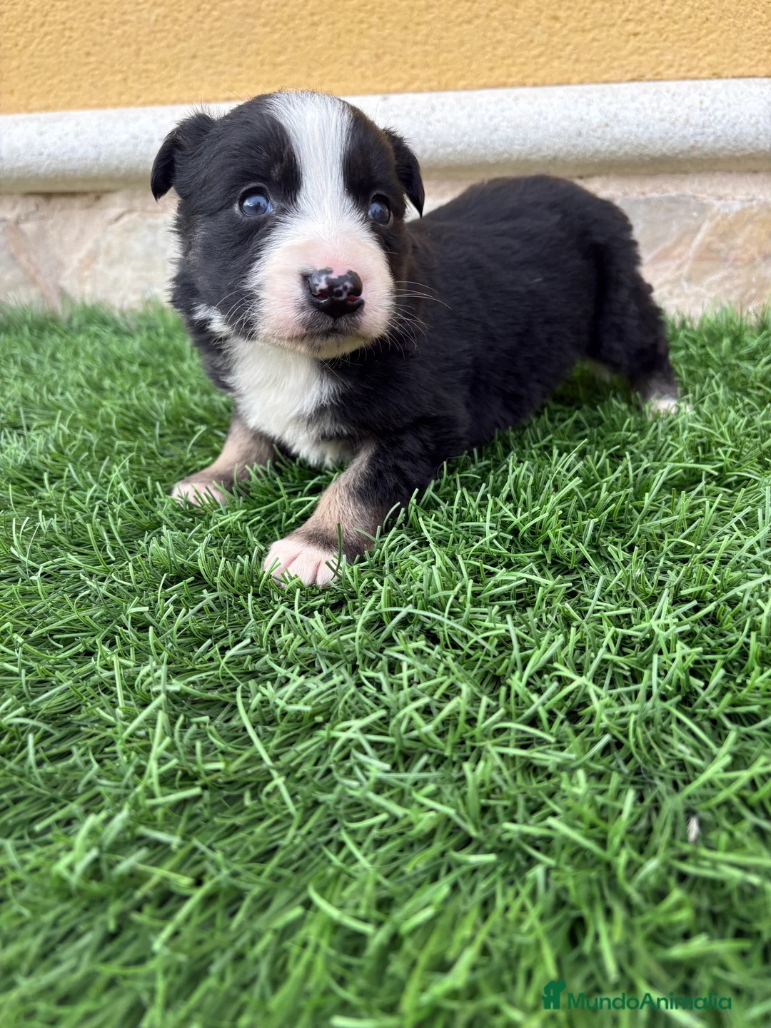 Border Collie perros en venta: Border Collie hembra negra blanca  - Anuncio 10