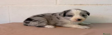 Border Collie macho Blue Merle