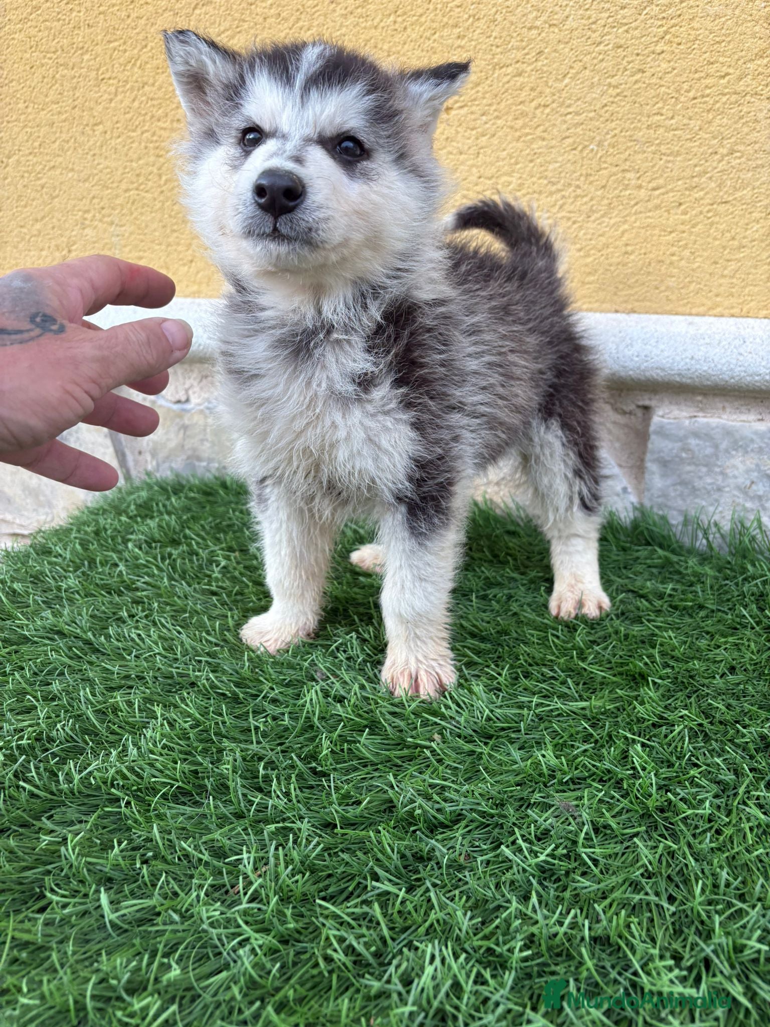 Husky Siberiano perros Husky siberiano impresionante machito - Anuncio 1