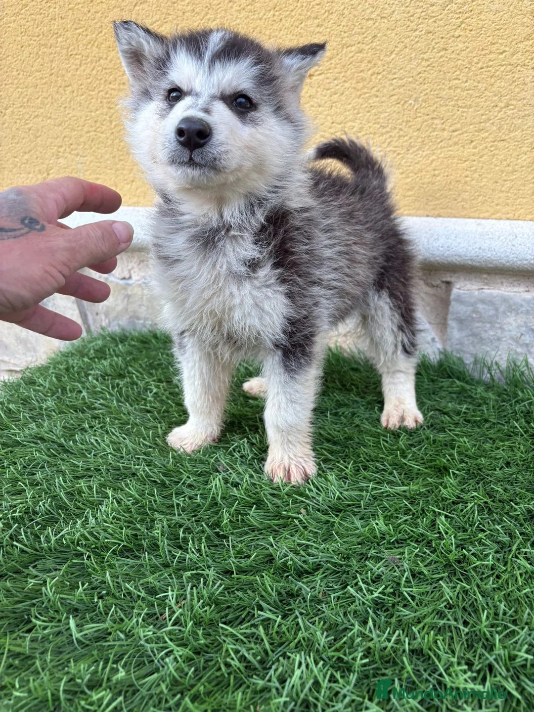 Husky Siberiano perros en venta: Husky siberiano impresionante machito - Anuncio 1