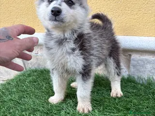 Husky Siberiano perros Husky siberiano impresionante machito - Anuncio 1