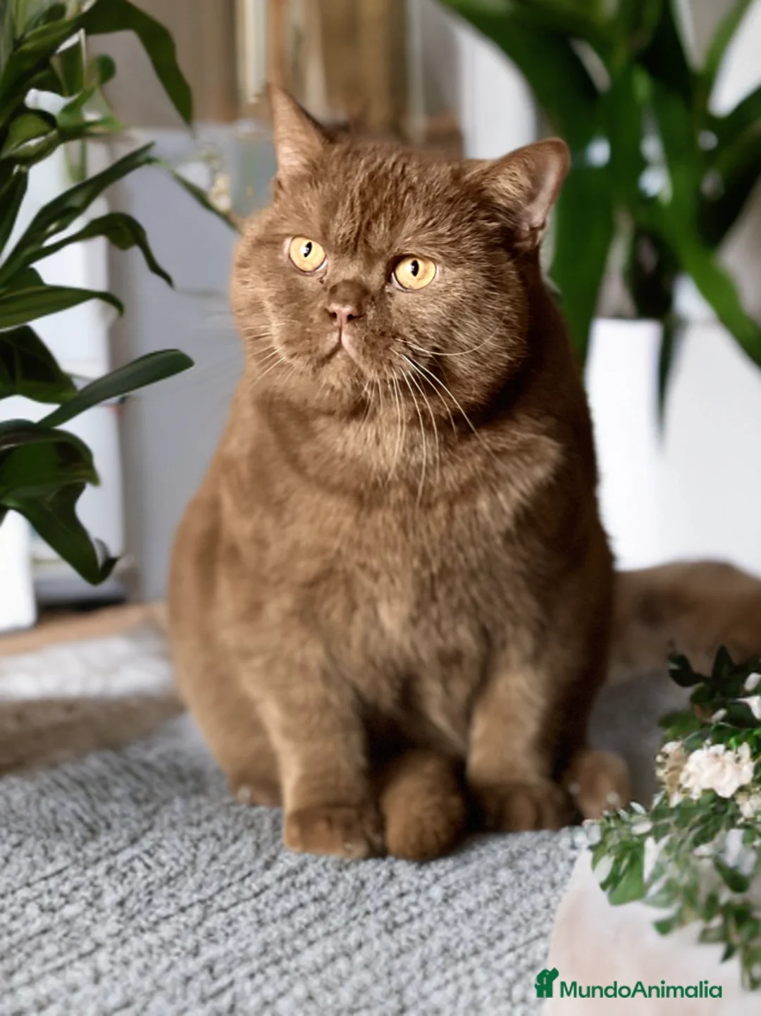 Británico de Pelo Corto gatos en venta: PRECIOSA BRITISH SHORTHAIR LILAC - Anuncio 5