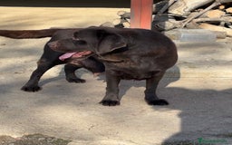 Labrador Retriever perros en adopcion: Labrador retriever - Imagen 1