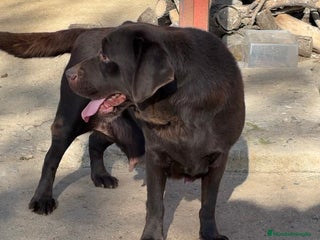Labrador Retriever perros - Anuncio 1