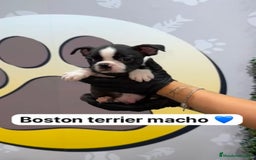 Boston Terrier perros en venta: 🐶Camada de Boston terrier en Happy Huellas🐶 - Imagen 3