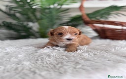 Maltipoo perros en venta: MALTIPOO - Imagen 5