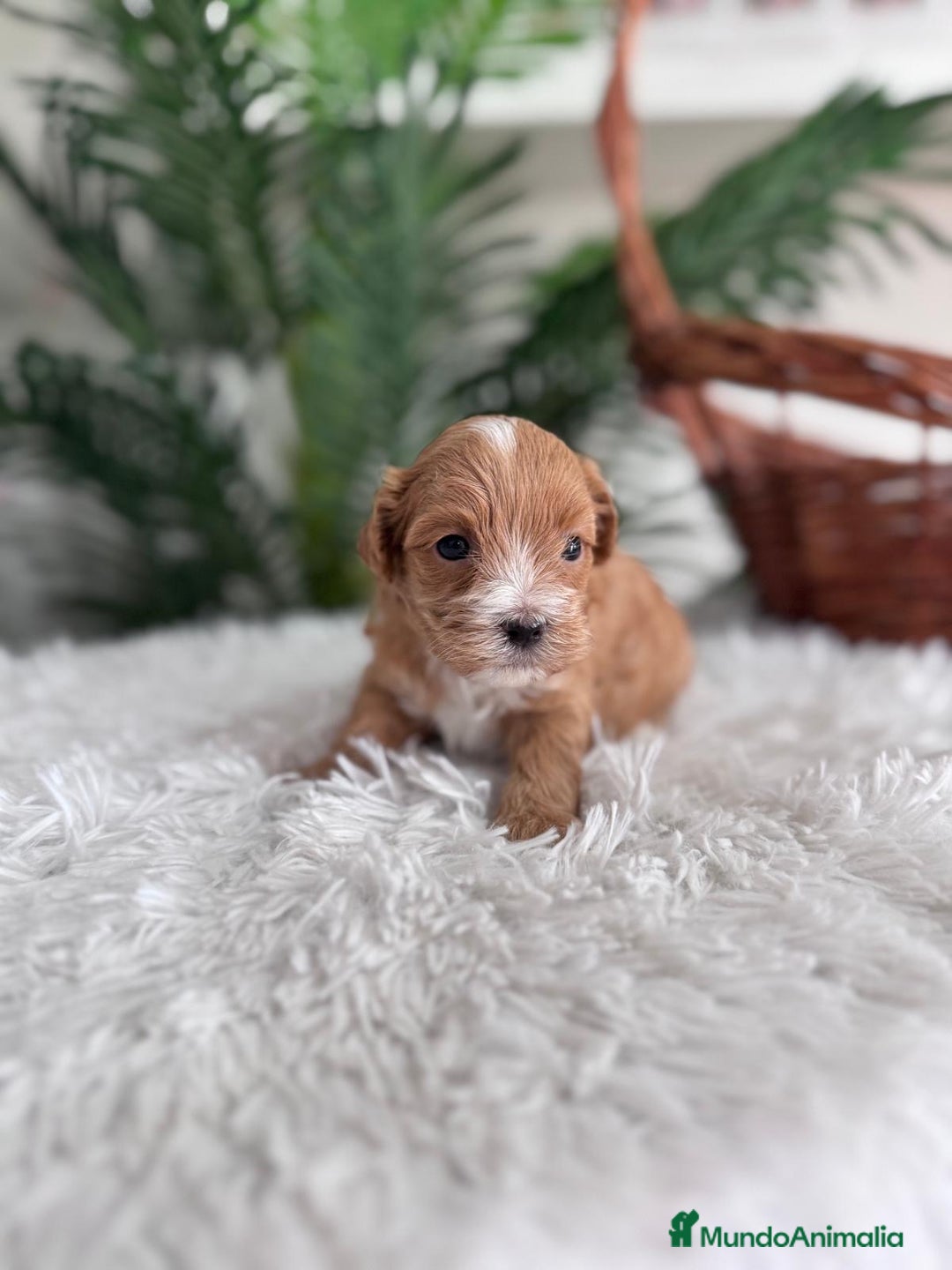 Maltipoo perros en venta: MALTIPOO - Imagen 5