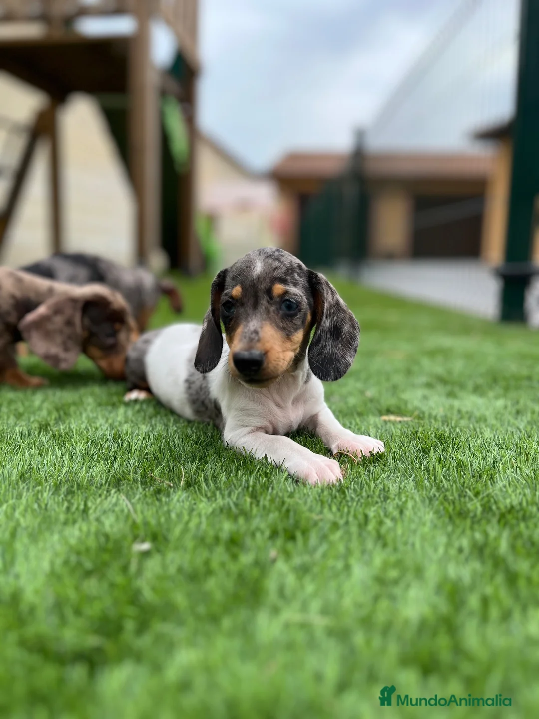 Teckel Miniatura perros en venta: Teckel  - Anuncio 2