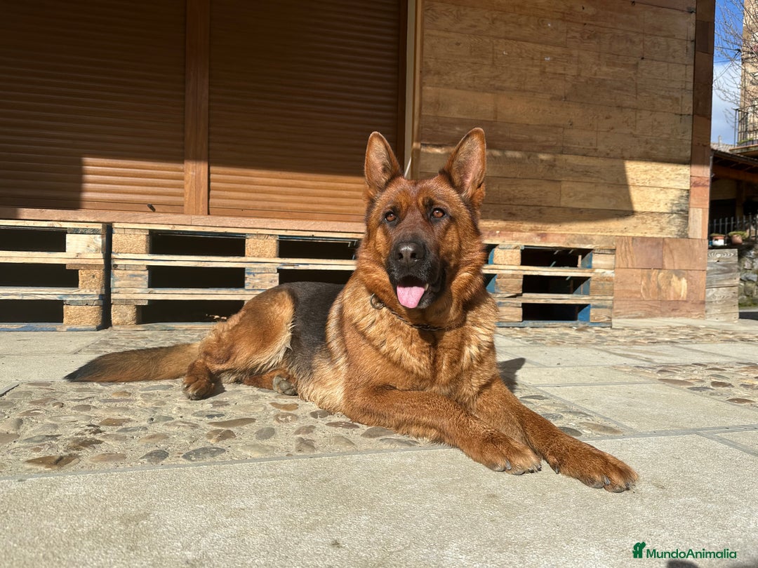 Pastor Alemán perros para monta: Pastor alemán para montas  - Anuncio 1