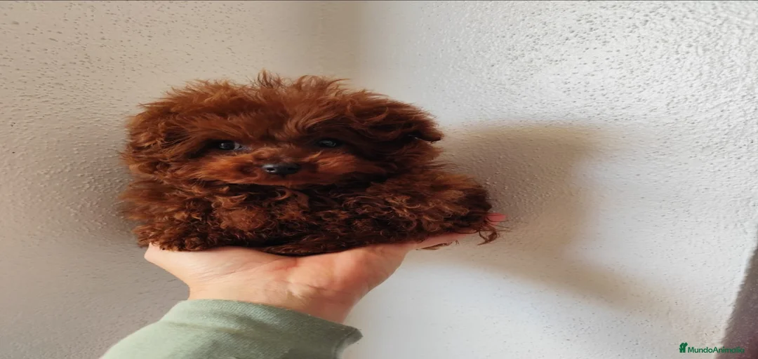 Imagen de galería {{count}}