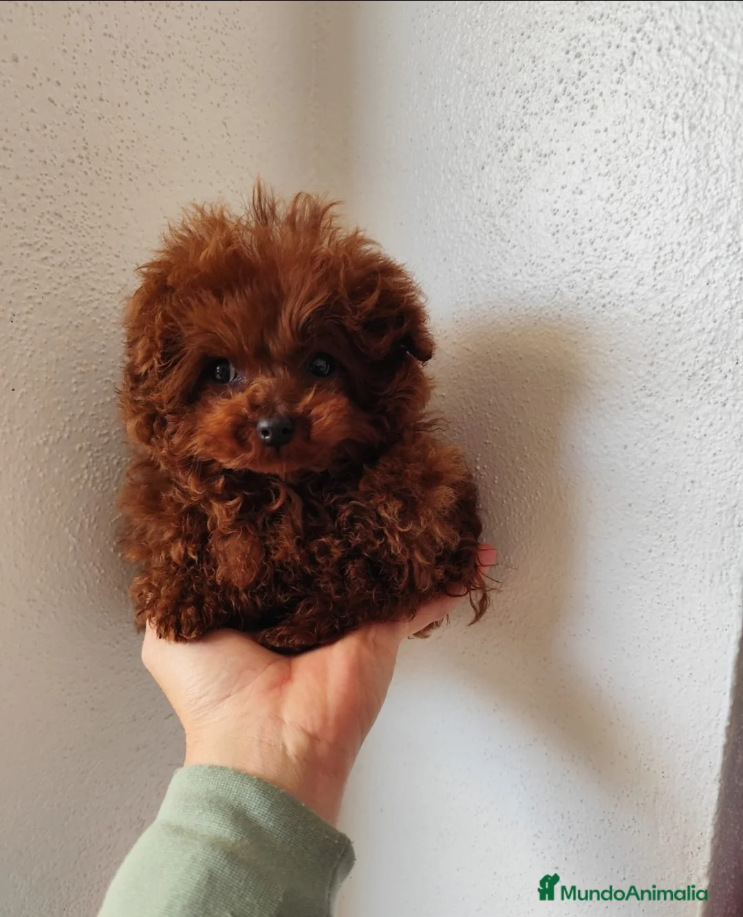 Imagen de galería {{count}}