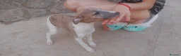 Raza Mixta perros en venta: Macho de whipper con picolo  - Anuncio 2