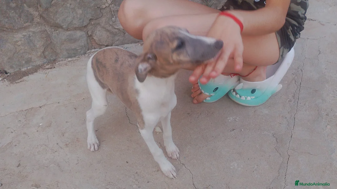 Raza Mixta perros en venta: Macho de whipper con picolo  - Anuncio 2