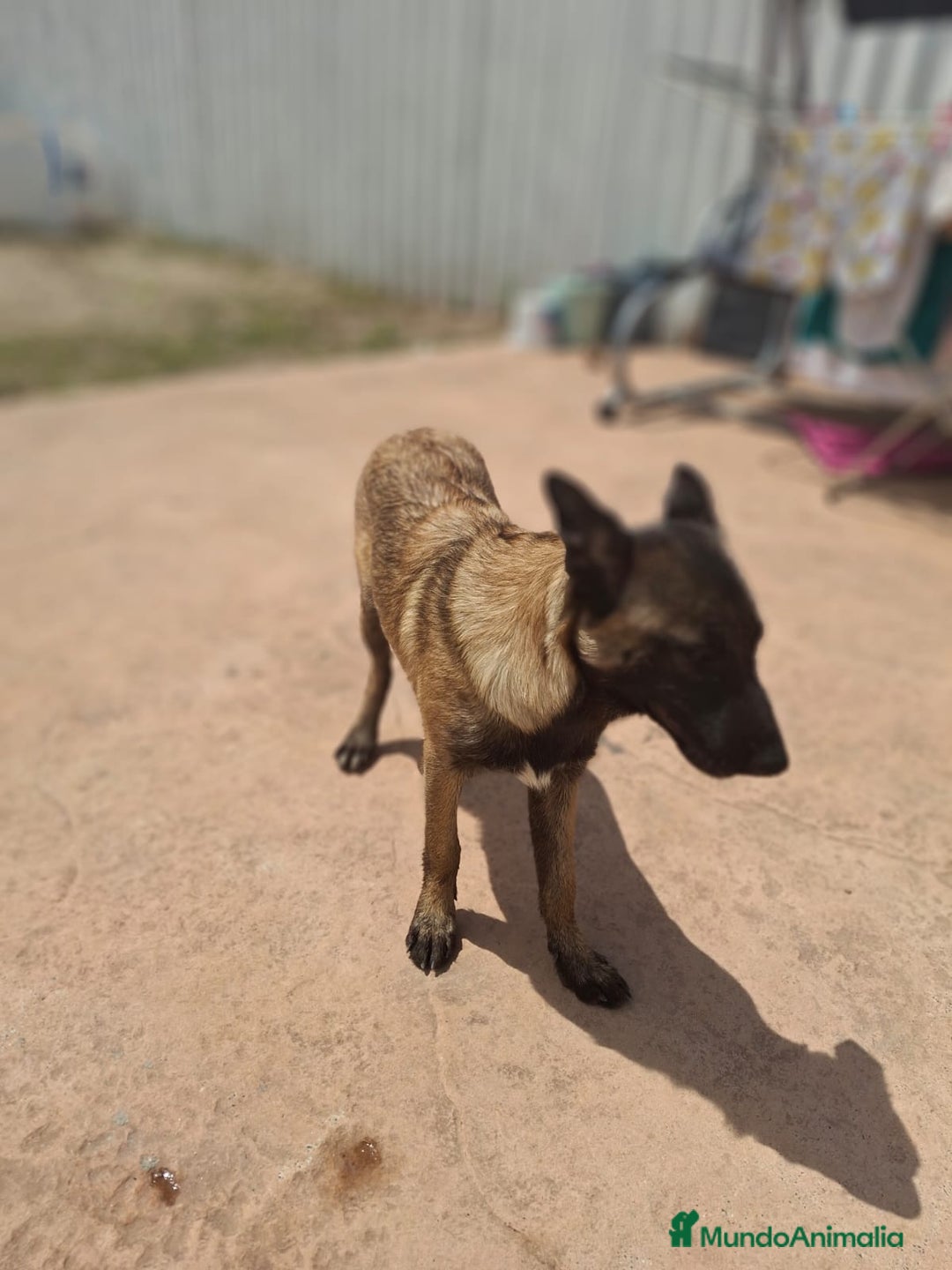 Pastor Belga Malinois perros en venta: Pastor belga malinois  - Imagen 1