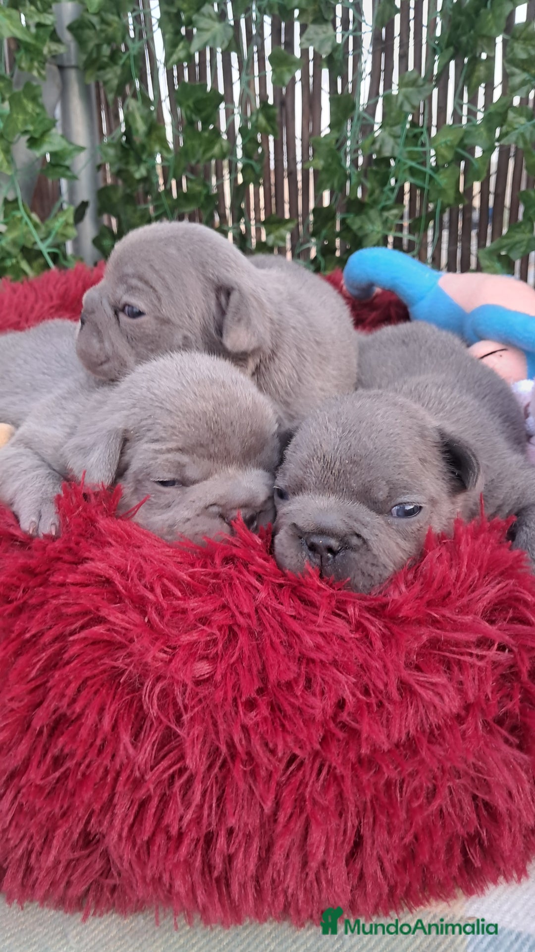 Bulldog Francés perros en venta:  Bulldog Francés hembra blue  - Imagen 1